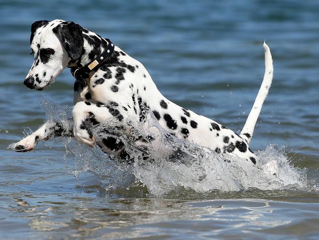 A dog cooling off in heatwave conditions at Rowland Reserve, Bayview last year. There is no suggestion of any bad behaviour by this dog. Picture: Troy Snook