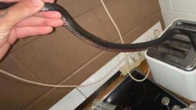 The snake found curled up behind the toaster. Picture: Brisbane North Snake Catchers and Relocation.