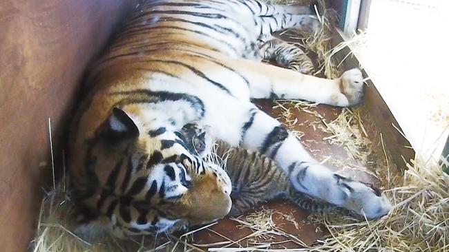 Two female tiger cubs have been born to Dreamworld's Tiger Island. Nika the mother with her cubs.