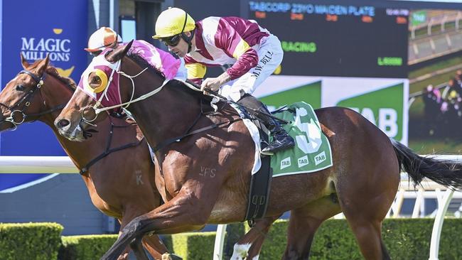Laspirit Deeler looks hard to beat as she steps up in distance at Scone. Picture: Bradley Photos