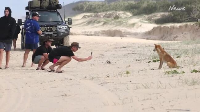 Dingoes and tourists taking photos on K'gari