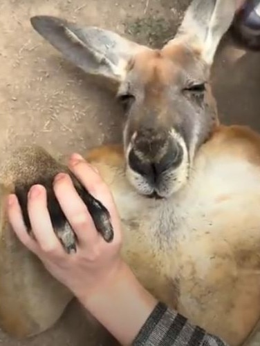 Visitors even attempted to hold its hand. Picture: Viral Press
