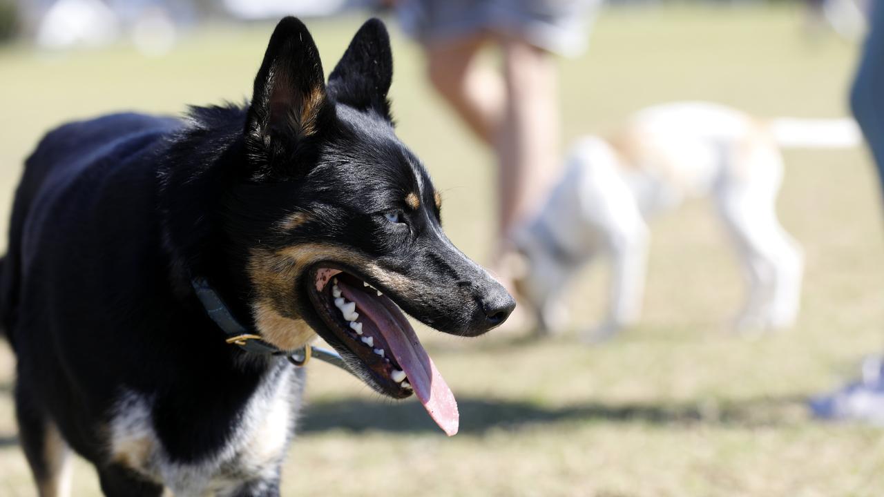 She says she’s been attacked by 15 individual dogs and two packs. Picture: NCA NewsWire / Damian Shaw