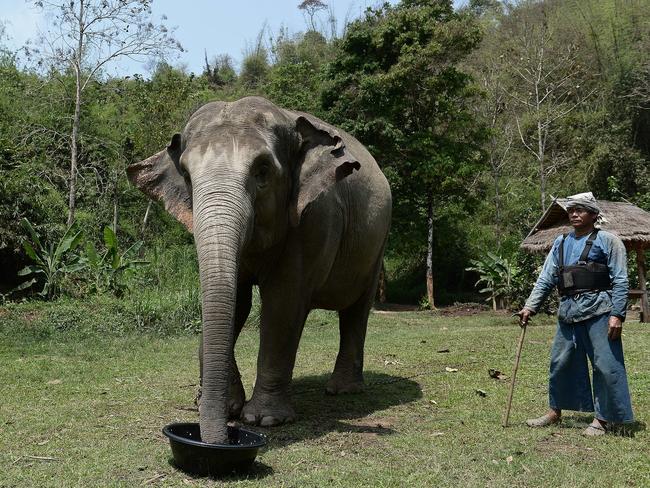 thai coffee elephant