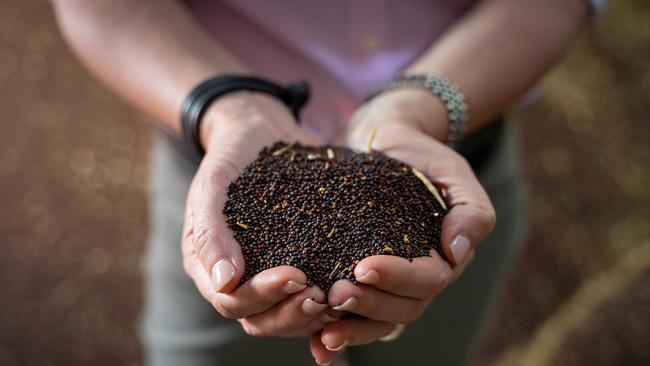 GM canola seed can now be transported through South Australia, despite the state’s moratorium. Picture: David Roma