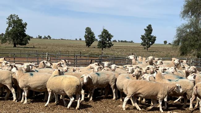 White Suffolk ewes at Almondvale, Urana. Picture: Nikki Reynolds