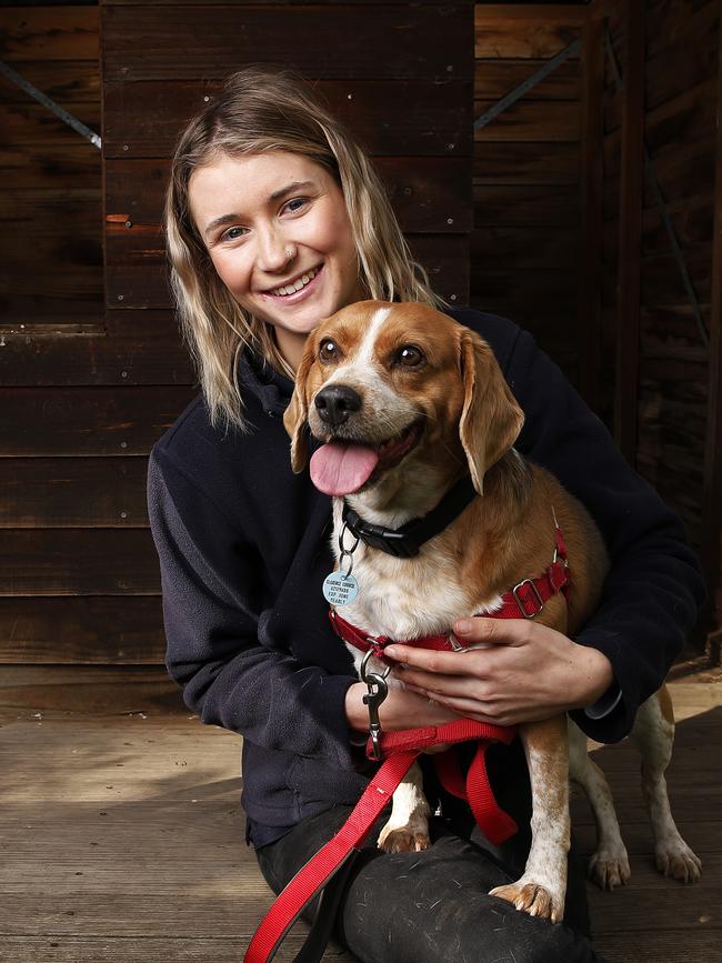 Animal attendant from the Dogs' Home Tasmania, Hannah Ingles with four-year-old beagle cross, Cleo who was one of the only dogs left up for adoption. Picture: Zak Simmonds