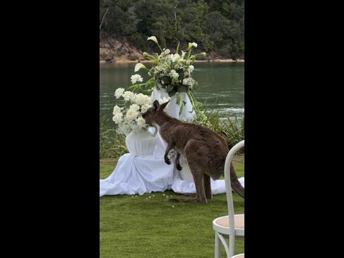 Mob of kangaroos crash wedding venue