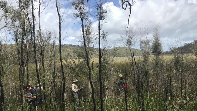 Surveying on Fraser Island in the wake of the 2020 bushfires.