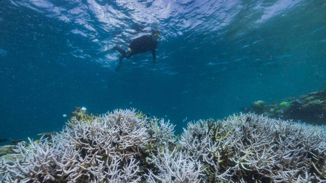 Coral bleaching on Stanley Reef, Great Barrier Reef, March 23 2022. Picture: Harriet Spark