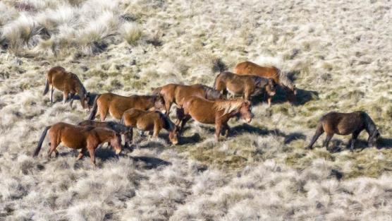 Wild horses in Kosciuszko National Park. Picture: NPWS