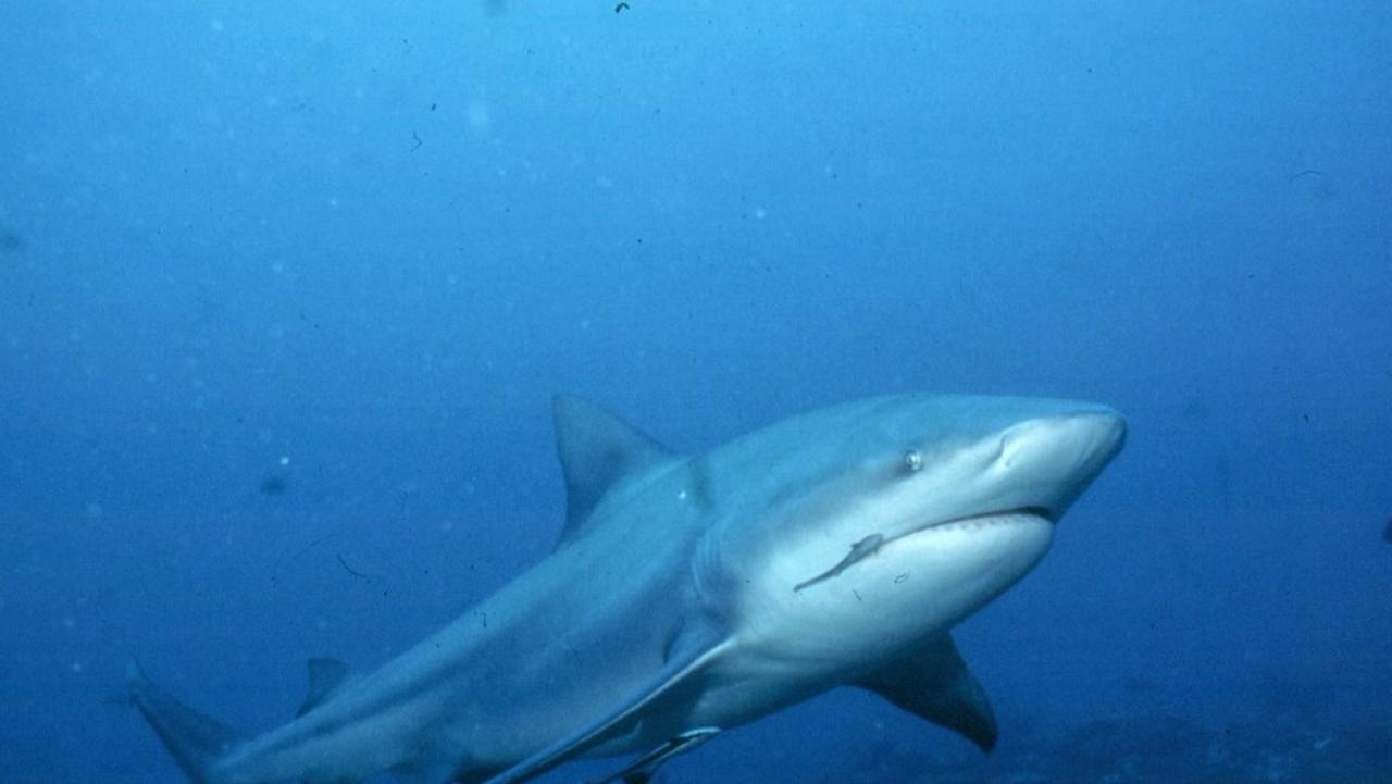 Sharks: Biopixel Ocean Foundation tracking Bevan the bull shark who has ...