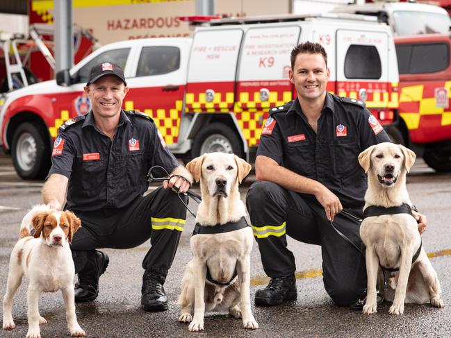 16/01/25. The Daily Telegraph. News. Alexandria, Sydney, NSW. Pics by Julian Andrews.Photocall for Siren, the FRNSW's brand new Liquid Ignition Detection puppy, who will be put to work sniffing out accelerants at fires. The puppy has been paired up with the fireys oldest and most experienced dog, Gandalf to learn the ropes.Pic shows (L-R):Senior Fireman Tim Garrett, Station Officer Craig Gordon.Dogs (L-R)Siren, Gandalf and Xenon.