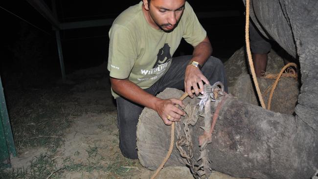 Wildlife SOS head vet Dr Yaduraj Khadpekar helps free Raju. Credit: Press People/Wildlife SOS