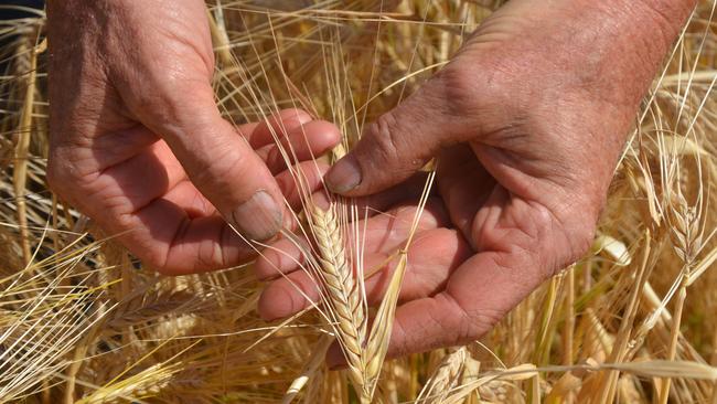 Watching prices: Rabobank senior grains and oilseeds analyst Cheryl Kalisch Gordon says a rise in prices will all depend on the Australian dollar movements.