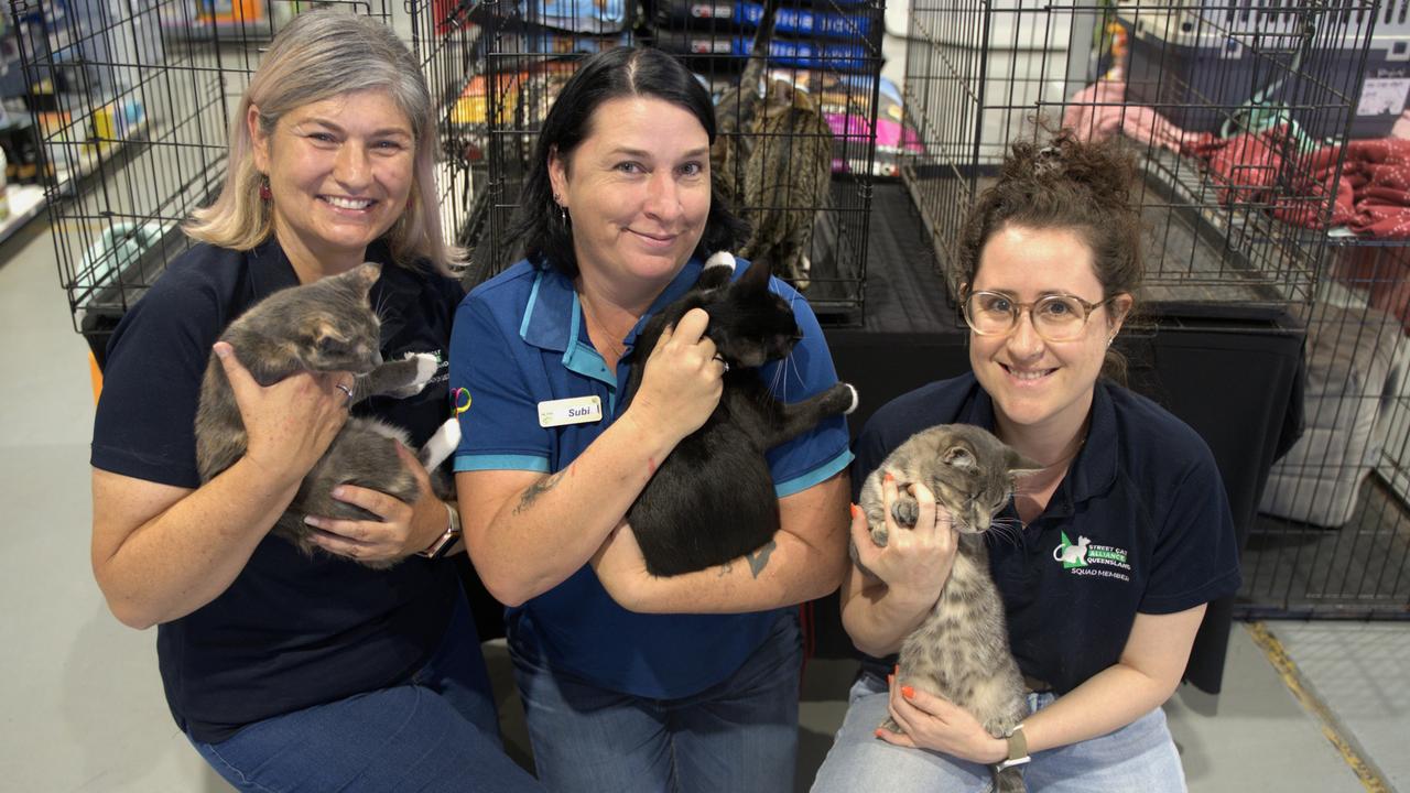 Petstock Street Cat Alliance teams up for adopt a pet month The