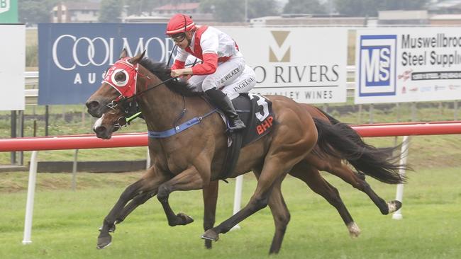 Bondi Prophet winning at Muswellbrook late last year. Photo: Bradley Photos.