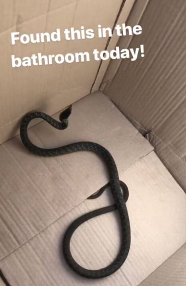 The native snake had made its way into the couple’s Byron Bay home. Picture: Instagram/Elsa Pataky