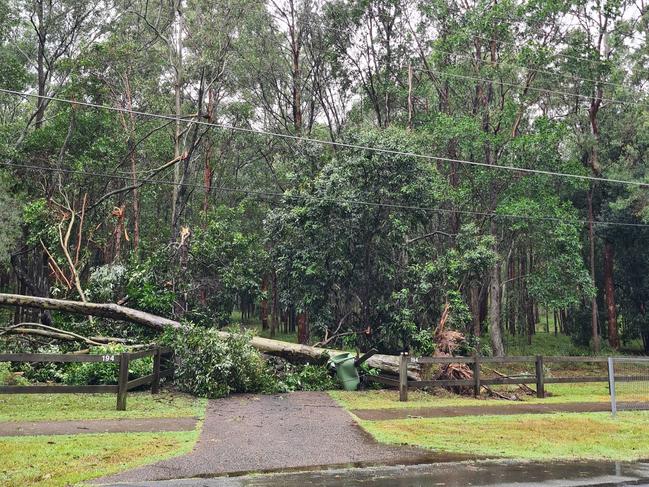 This giant tree fell across a Dennis Road, Springwood resident's driveway. Picture: Jodie O'Brien