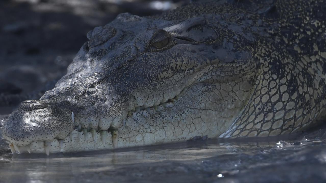 Saltwater crocodiles are not uncommon in the Cassowary Coast region. Picture: Amanda Parkinson