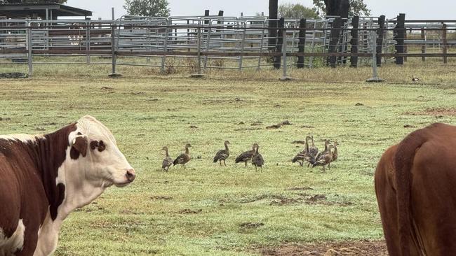 ‘It’s bloody exciting’: Farmers celebrate rain across South West QLD