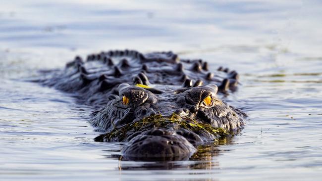 A croc at Yellow Water, Kakadu National Park. Picture: Tourism NT