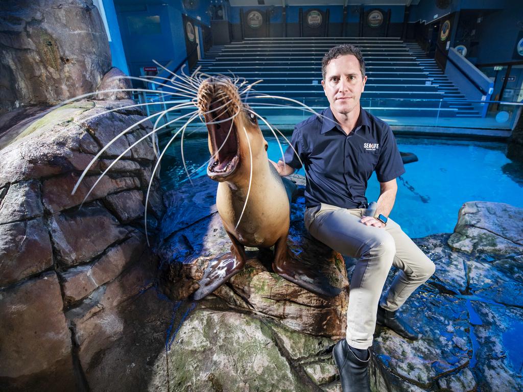 SEA LIFE Mooloolaba general manager Quinn Clarke with Teiko the female australian sea lion. Picture: Lachie Millard