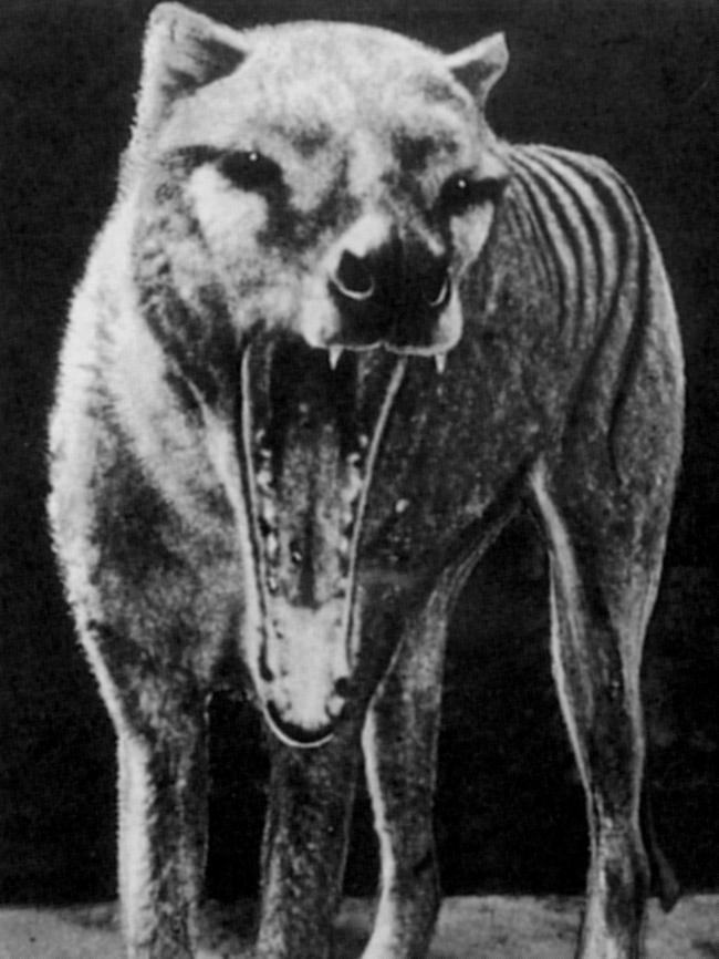 Could Australian scientists follow Hollywood’s lead and de-extinct the Tasmanian tiger, or thylacine, using DNA? Picture: Tasmanian Museum and Art Gallery