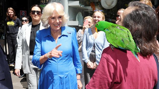 The parrot managed to keep his cool. Picture: NewsWire / Tim Hunter