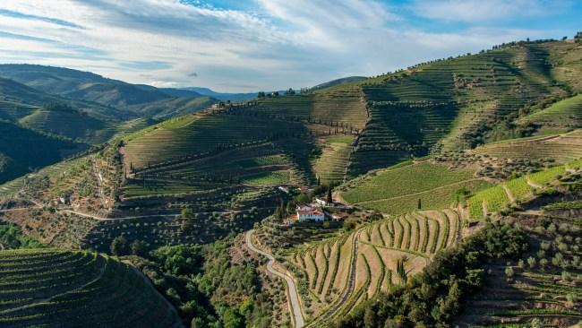 Terraced vineyards in the Douro Valley. Photo: FrankvandenBergh