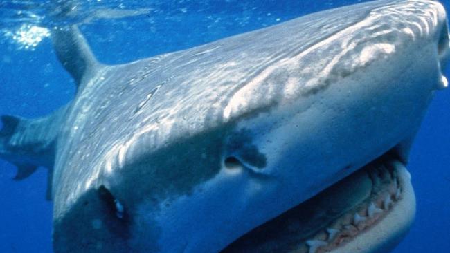 overskydende samle fusion Tiger sharks found lurking around Magnetic Island | Townsville Bulletin