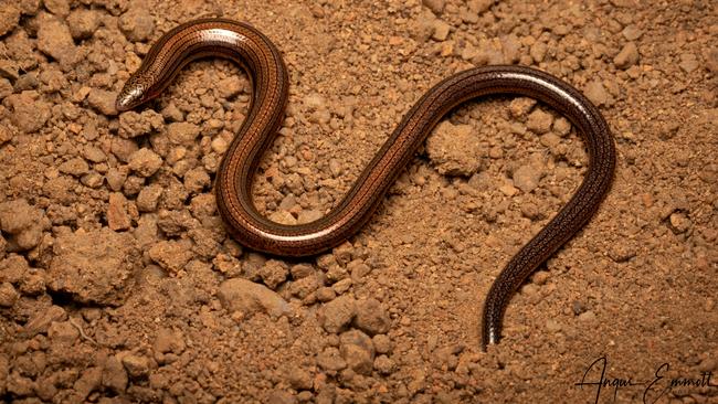 Dr Andrew Amey and his team were tasked with finding the Limbless Fine-lined Slider (pictured) along with two other lizards in the Far North. Picture: Angus Emmott/ Queensland Museums