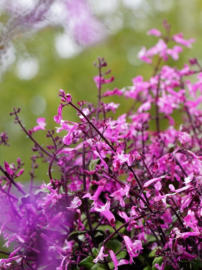 Plectranthus ‘Mona Pink’