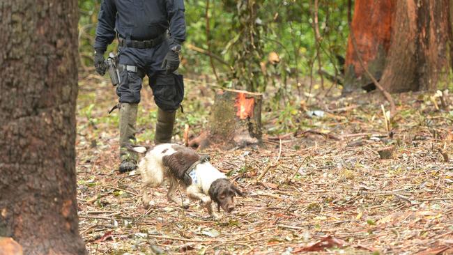 Wags the English Springer Spaniel cadaver dog is seen at the search. Picture: NCA NewsWire / Trevor Veale