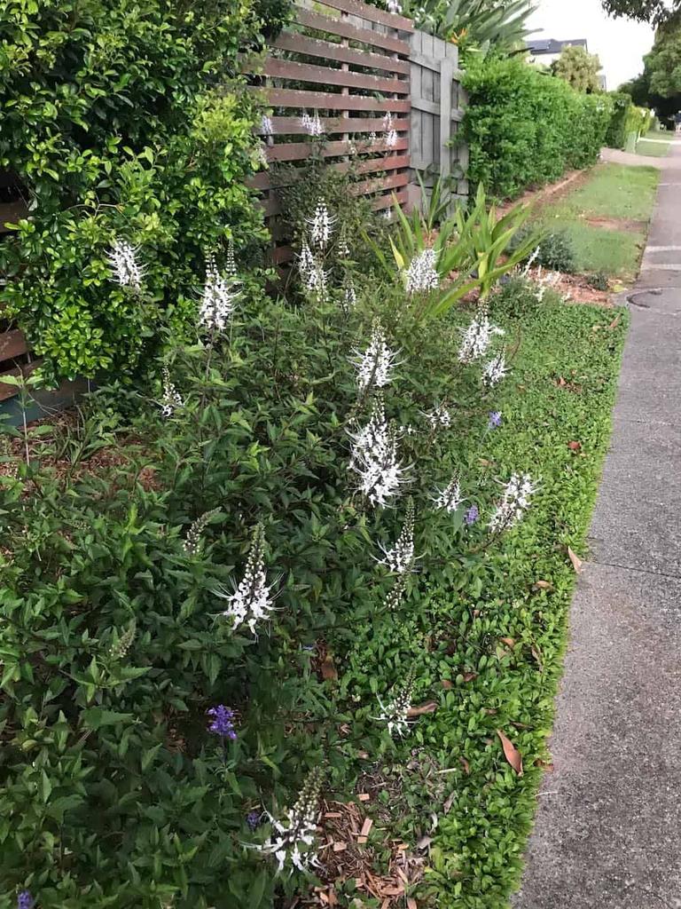 Verge gardens encourage biodiversity and have cooling benefits. Picture: The Shady Lane Project