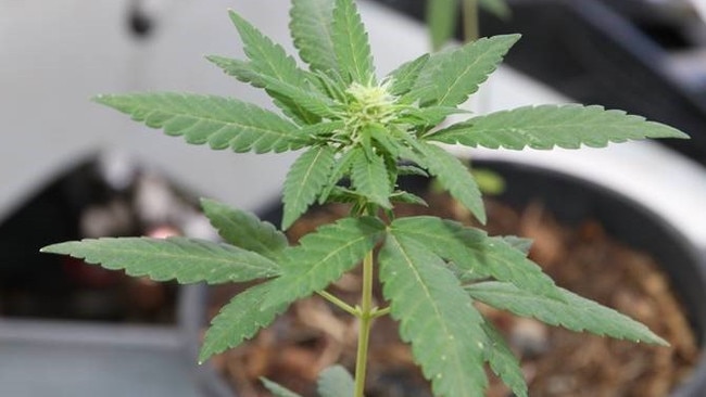 A marijuana plant. Picture: File