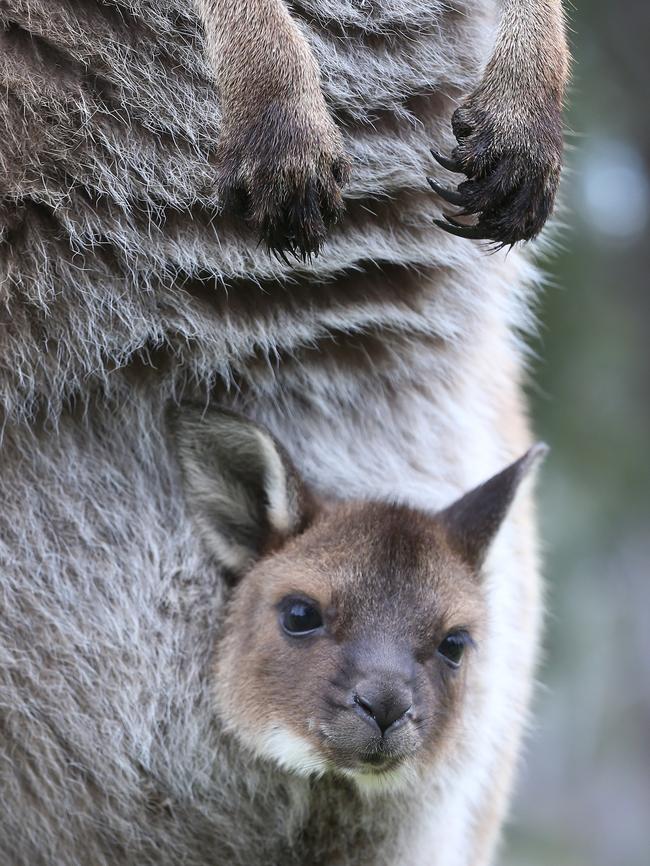 Cleland is full of new mothers and baby animals. Picture: Dean Martin