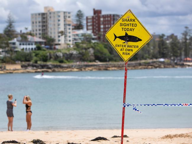 Shelley Beach, near Manly, was closed after a dolphin was mauled by a bull shark off the beach.