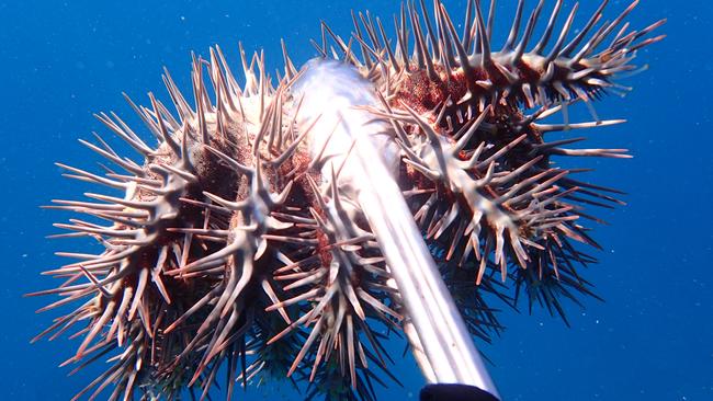 An adult crown of thorns starfish held by some tongs as researchers gather data to learn more about their population booms.