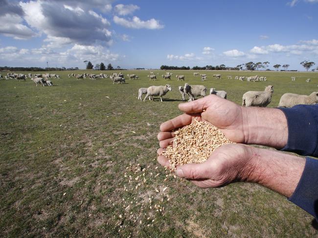 Third-generation farmer Hamilton Gerrand has to spend thousands of dollars on grain and hay just to keep his sheep alive. Picture: David Caird