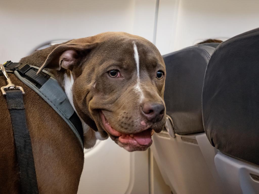 The change to CASA’s rules means it’s up to airlines to decide whether to let pets into the cabin. Picture: iStock