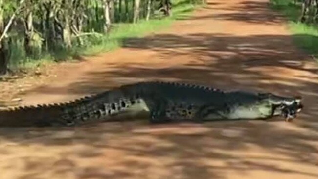 A 4m croc has been filmed wandering across a dirt road in Kakadu with a dog in its mouth before slipping into a billabong and swimming away with its unfortunate catch. Picture: Supplied