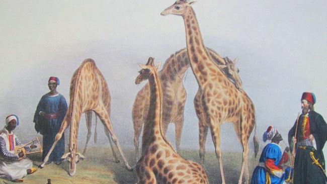 Giraffes at London Zoo 1837