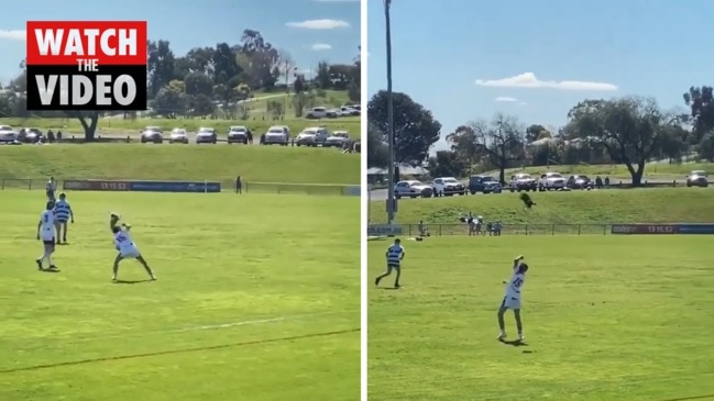 Persistent magpie chases off player