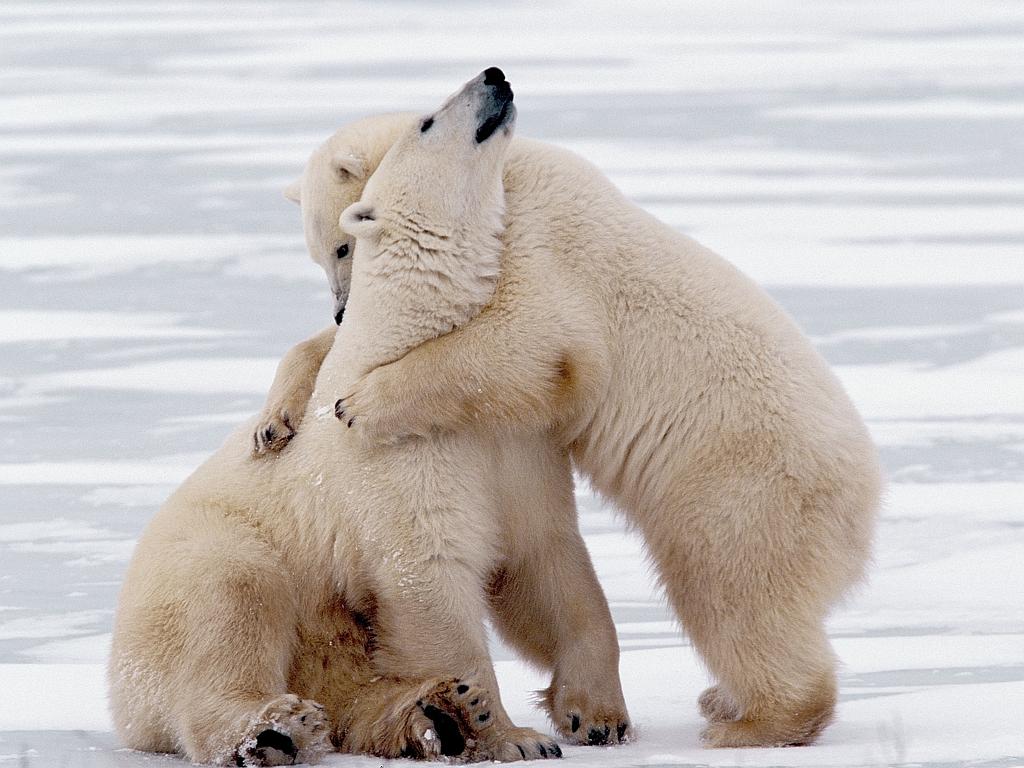 Canada, Manitoba, Churchill Polar bear mother with clingy cub. Picture: Getty