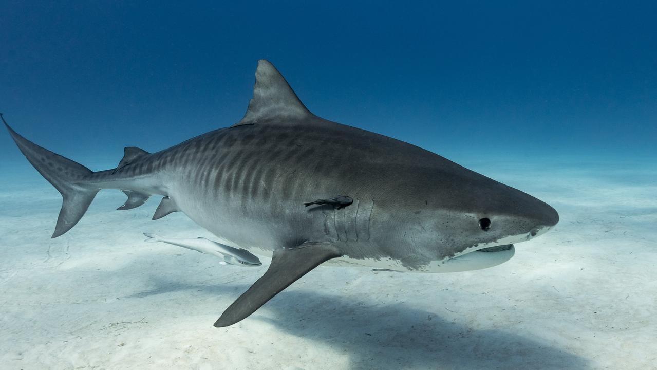 Tiger sharks are commonly caught in the Queensland shark control program. Picture: iStock