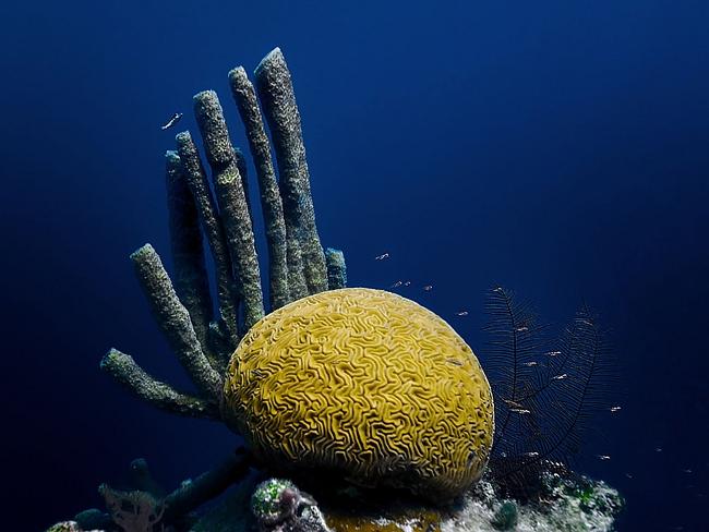 Underwater photo of brain coral and trunk fish taken in the Great Blue Hole.