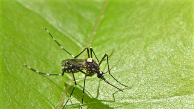 The mosquito pictured is Aedes aegypti vector of dengue fever, Chikungunya and Zika. The photo was taken by Dr Giorgio Venturieri, EMBRAPA/CSIRO.