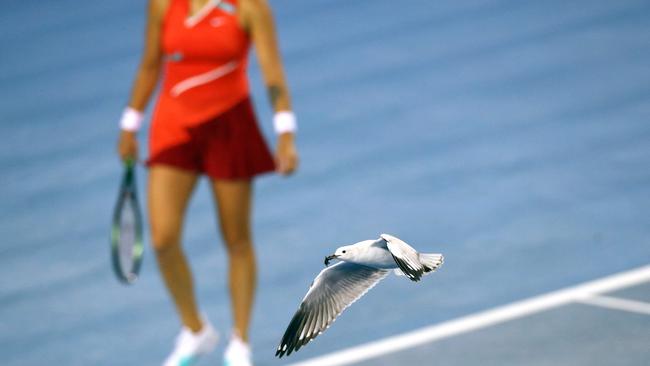 A seagull snatches a bug from the court during the women's singles match