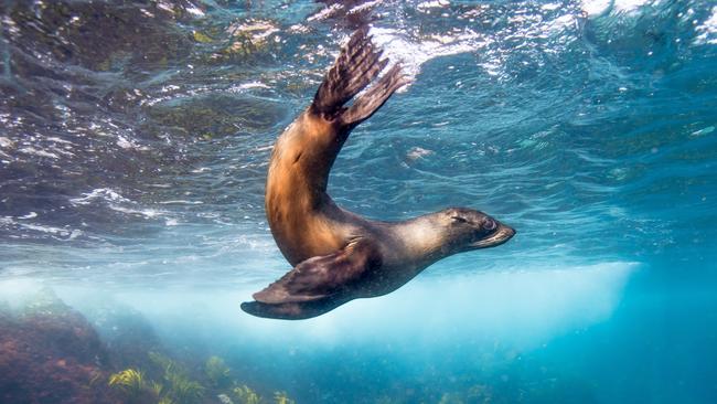 Swim with seals in the ocean off Montague Island, near Narooma. Picture: Destination NSW.